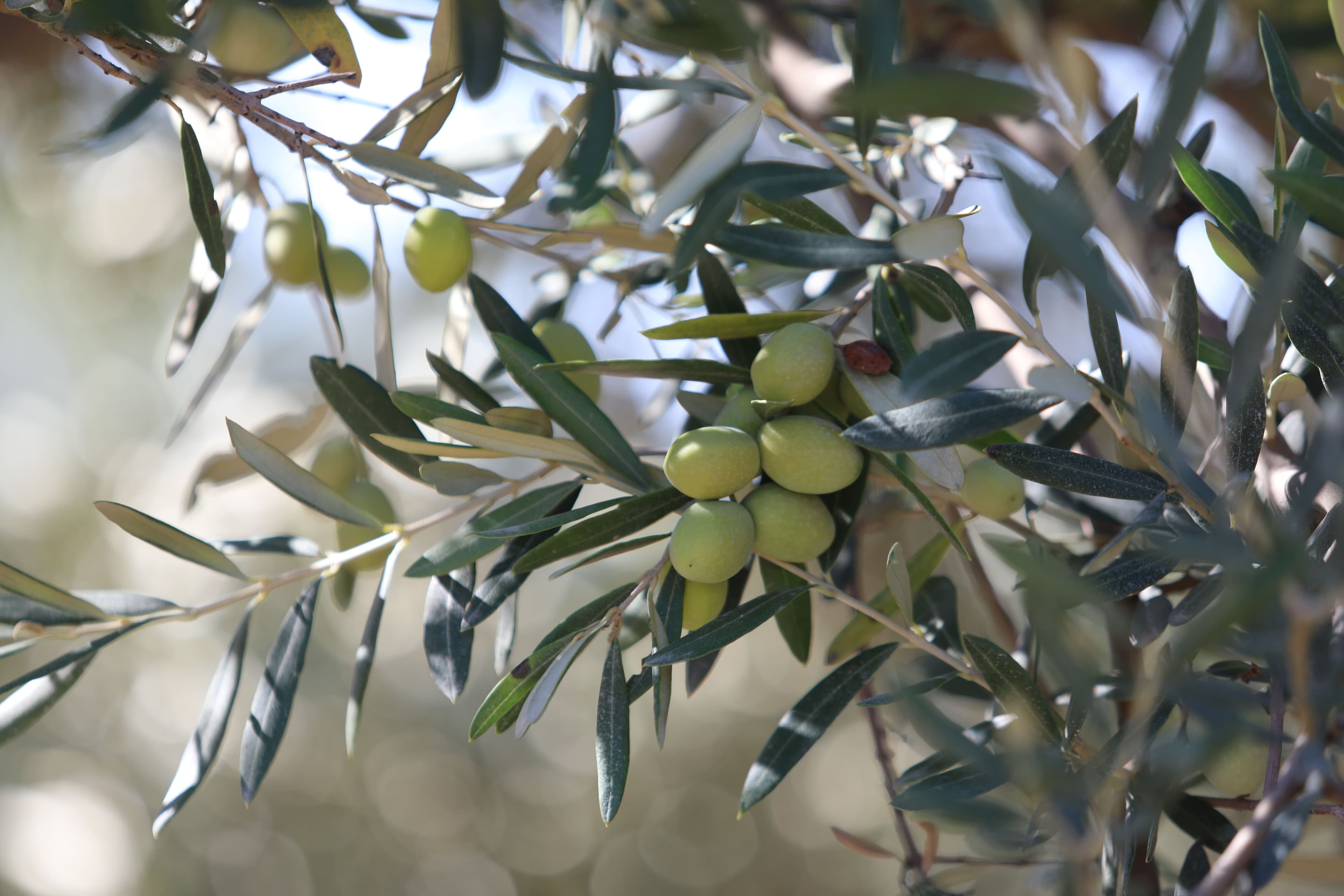join-turkiyes-iconic-olive-harvest-seasonal-celebration-not-miss