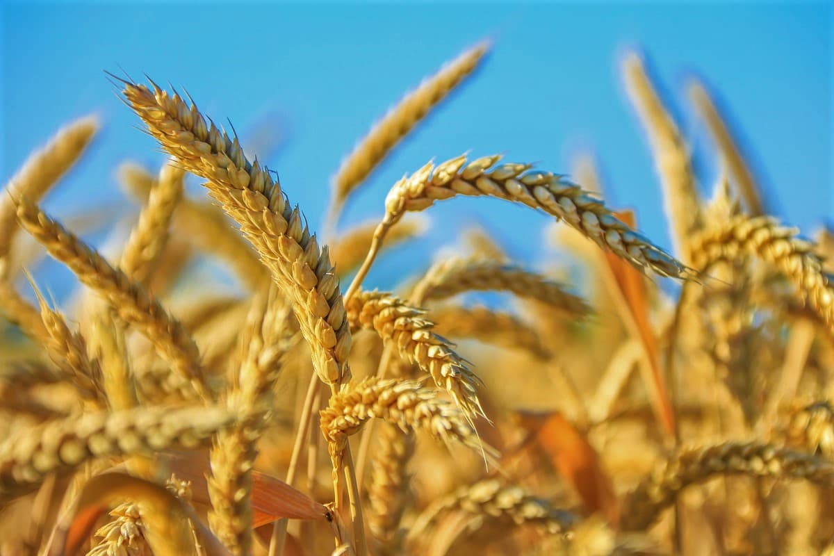 Turkmenistan creates State Commission for organizing wheat harvest