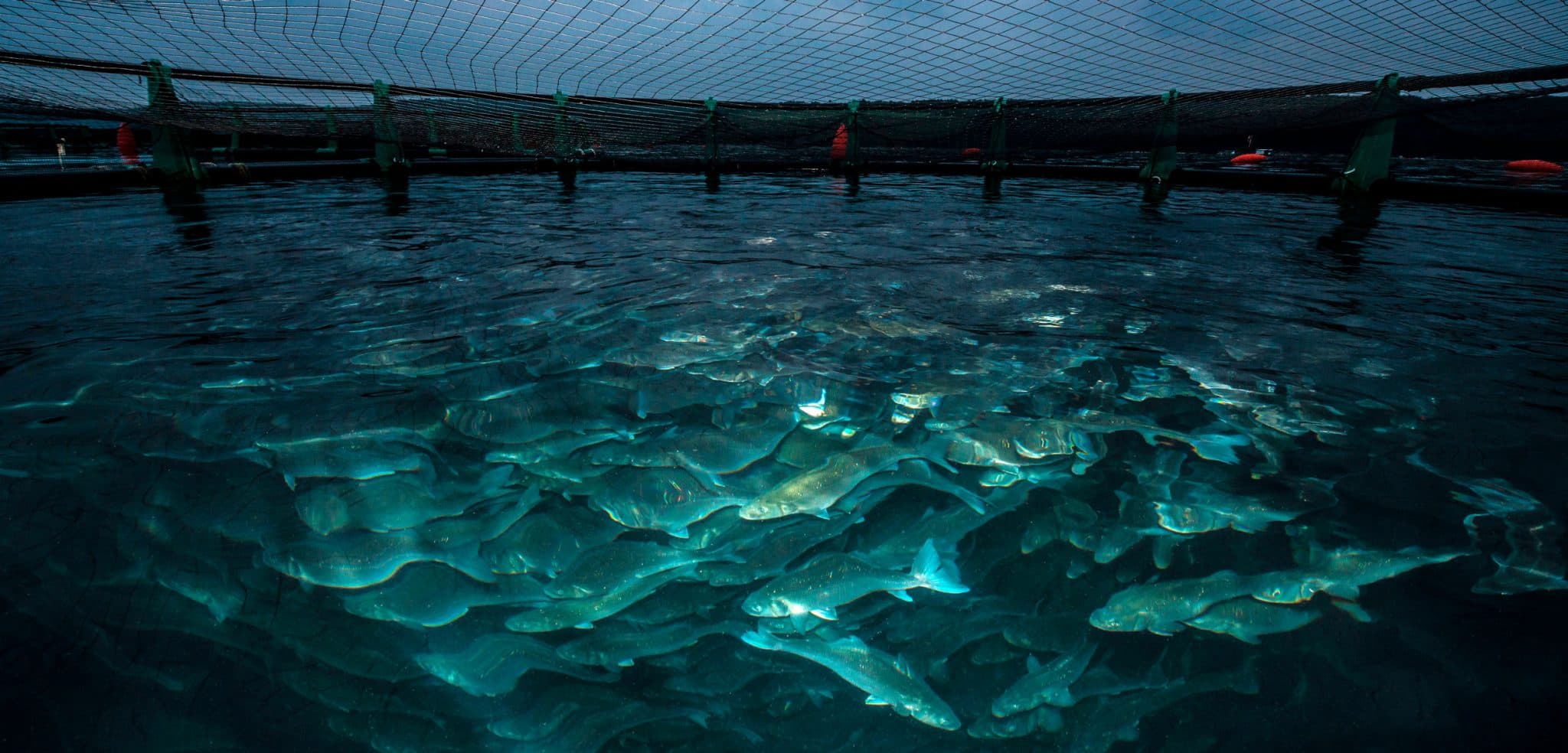 FAO Helps Turkmenistan Develop Aquaculture by Training Farmers in an Integrated Approach