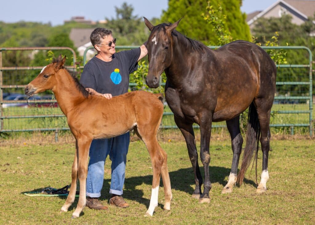 istoriya-pro-kak-ahaltekinskie-koni-poselilis-v-gorodskom-parke-v-pensilvanii
