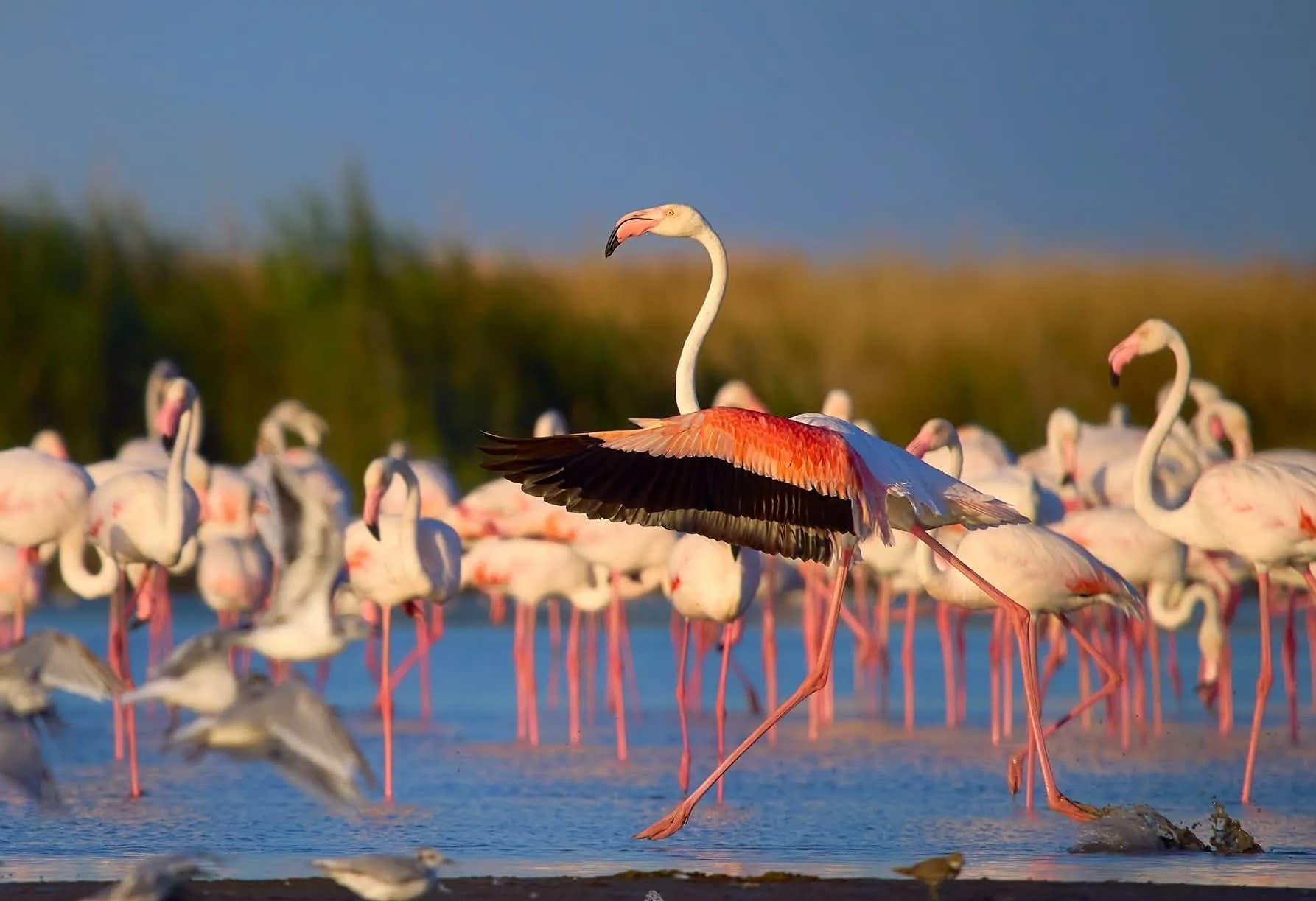 Caspian Littoral States Prepare Agreements on Marine Research and Anti-Poaching