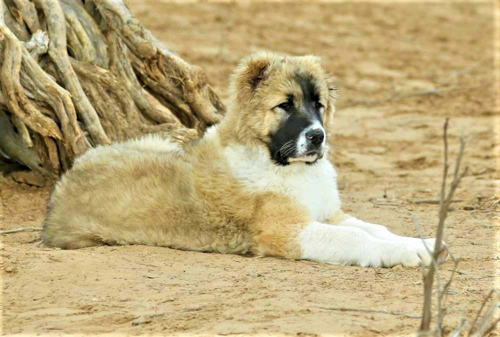 nominacia-turkmenistan-alabai-unesco-new-deli