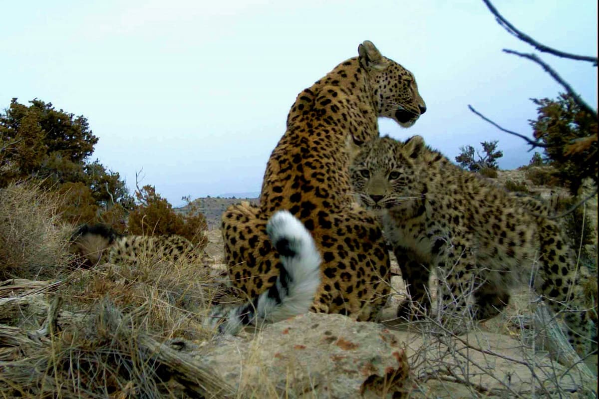 turkmenistan-undp-biodiversity-strategy-update-2025