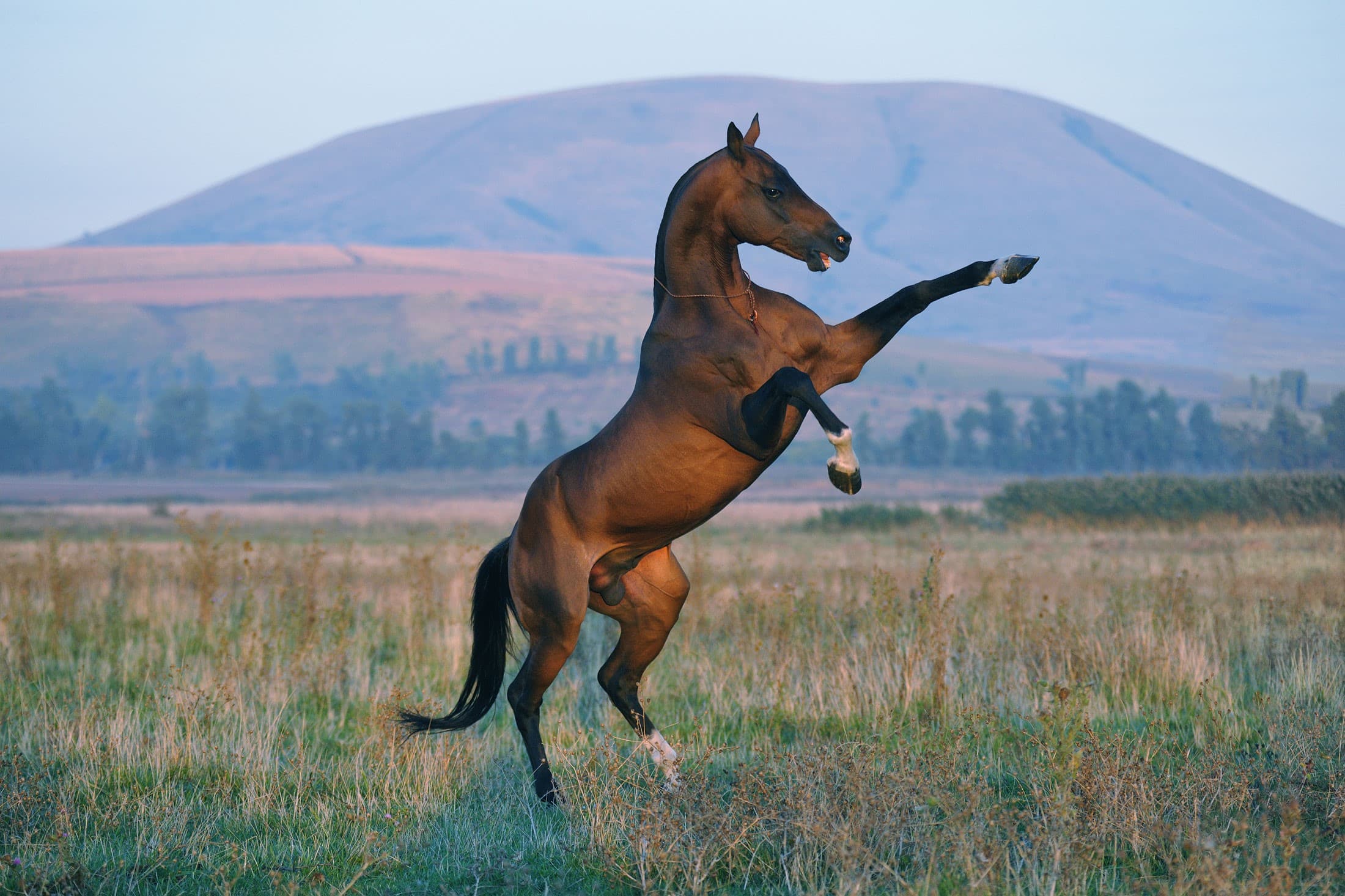 modernization-akhalteke-horse-complex-2026