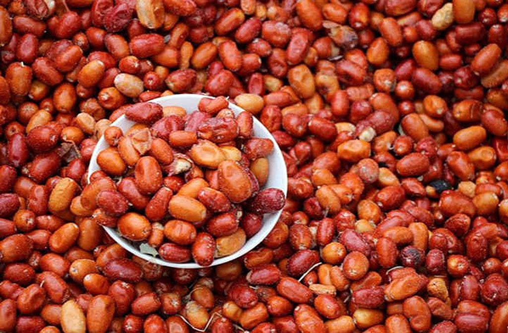 dzhida-derevo-celitel