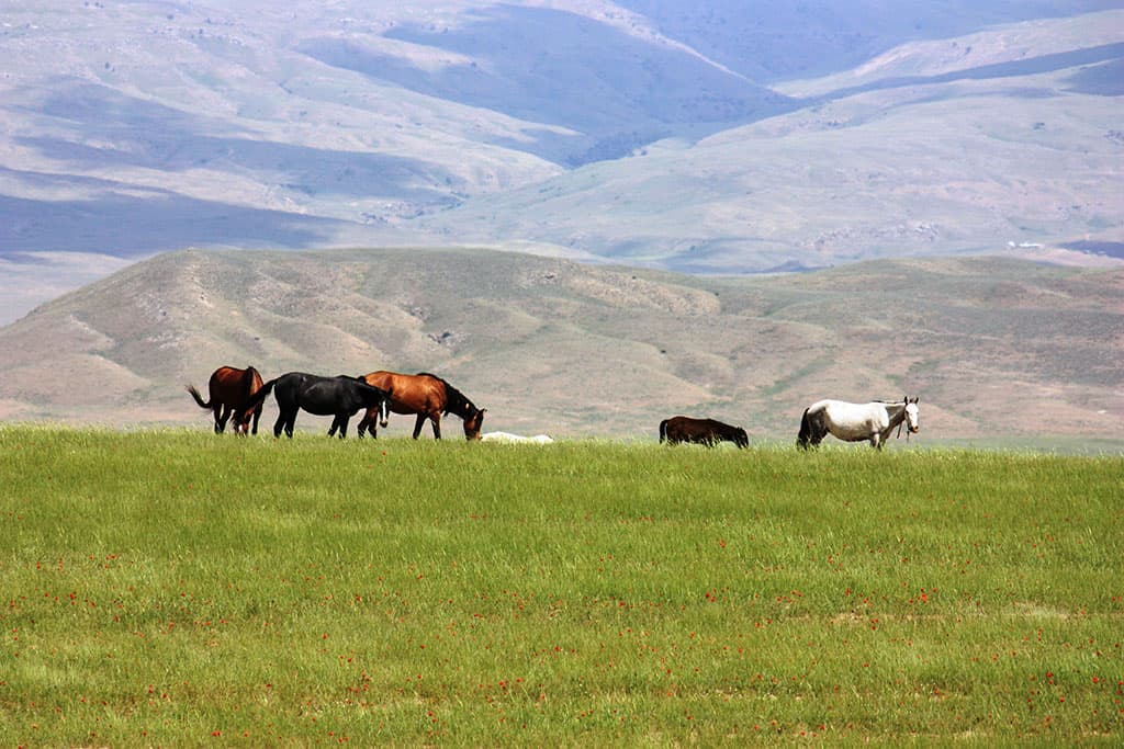 vsemirnyj-den-ohrany-mest-obitanij-kak-pomoch-prirode