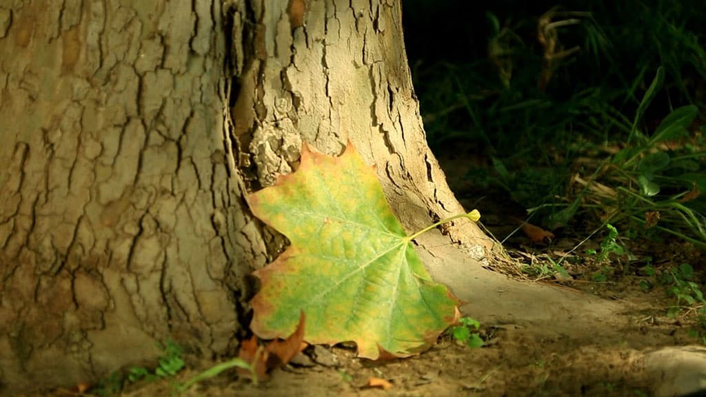 cooling-forecasted-turkmenistan-lower-temperatures-and-rain-expected