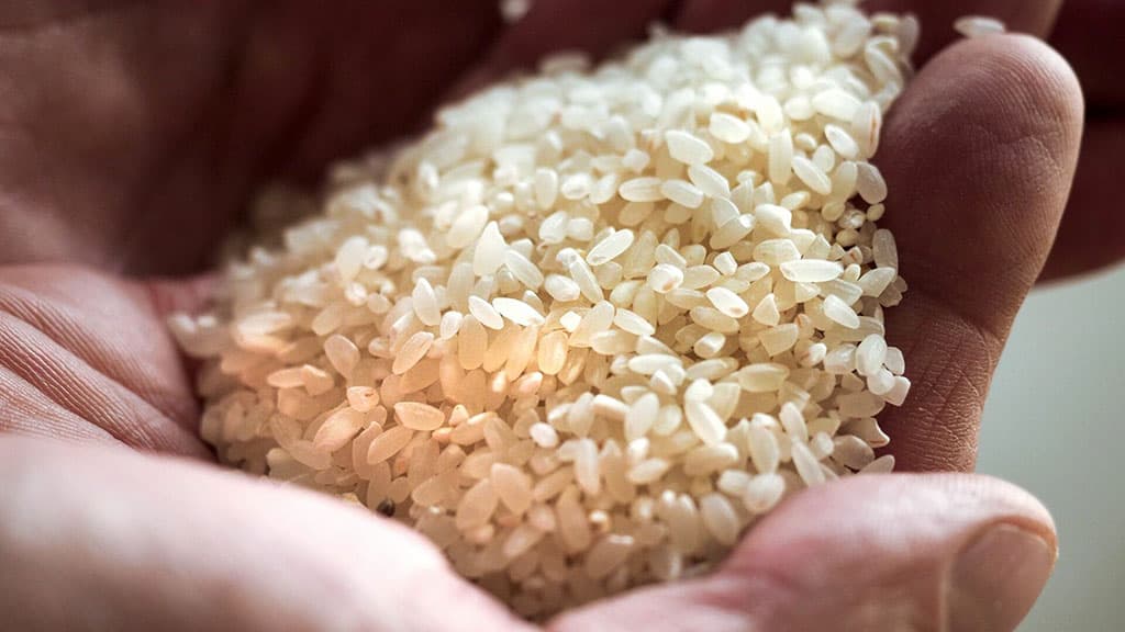 agrarians-turkmenistan-harvested-more-80-thousand-tons-rice-2021