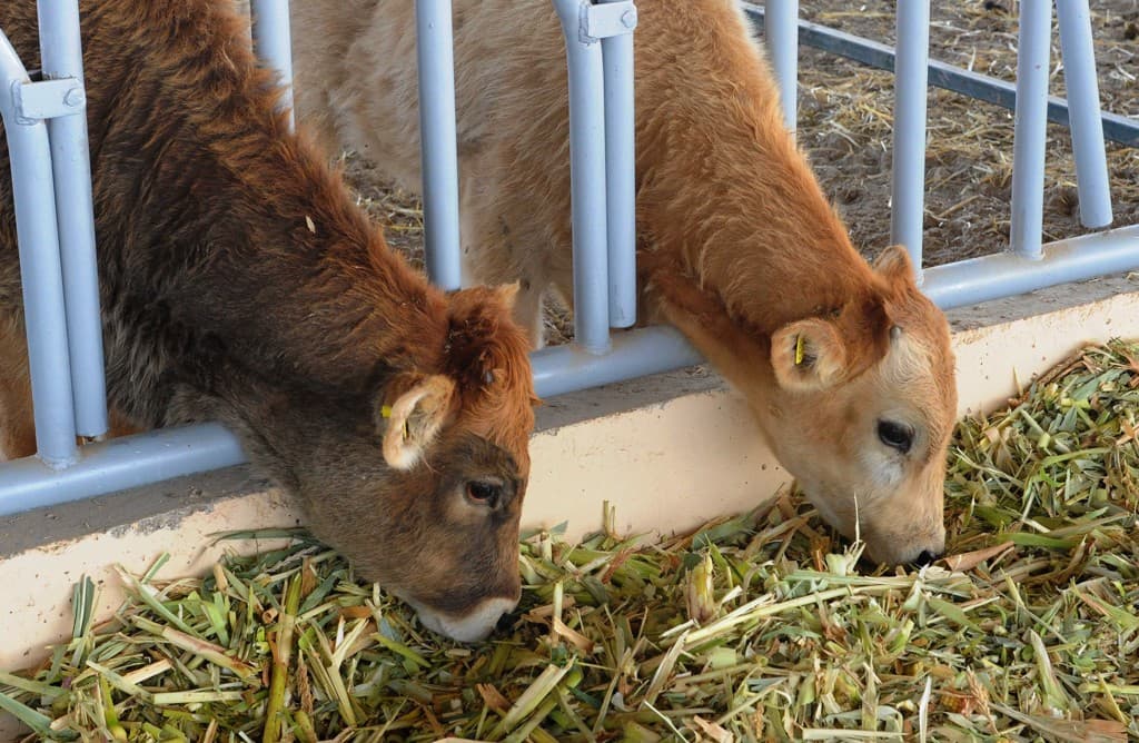 predprinimateli-lebapa-v-2-raza-uvelichili-proizvodstvo-myasa