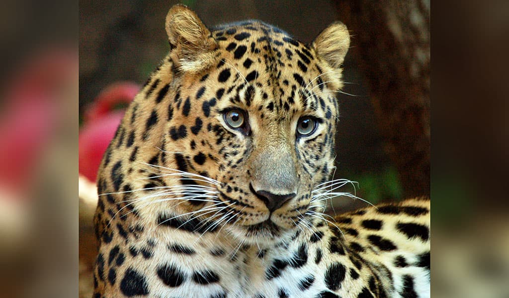 redkij-vid-leoparda-pereedet-iz-turkmenistana-v-rossiyu