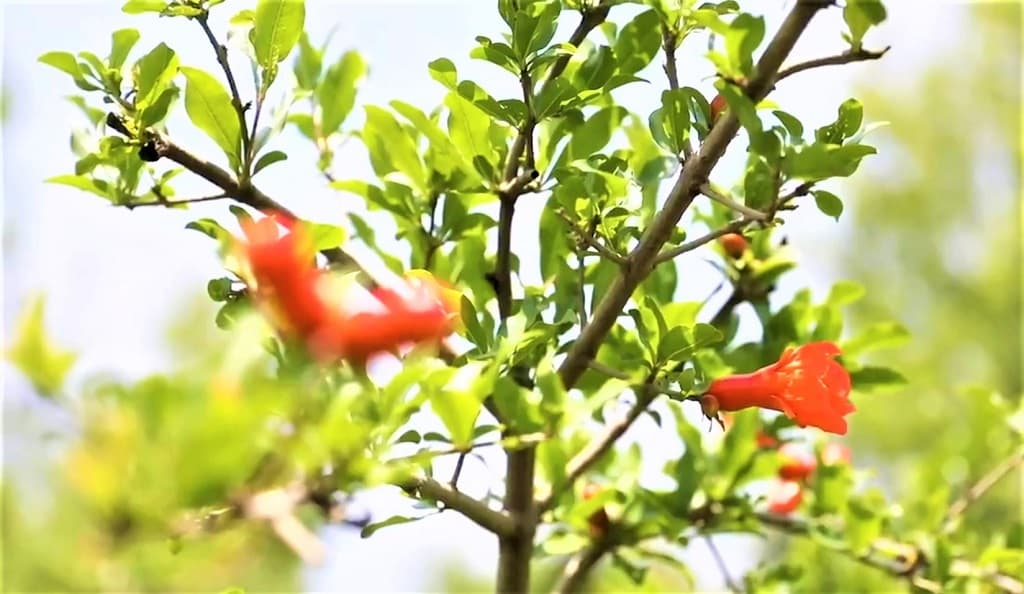 sammit-kitaj-centralnaya-aziya-itogi-obobshcheniya-i-paralleli