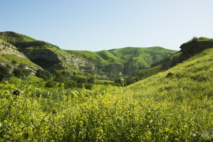 Turkmenistan is exploring the potential of medicinal plants for industrial use