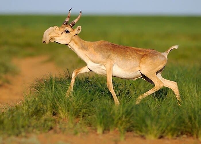 Fines for extermination of rare animal species will be increased 10 times in Uzbekistan