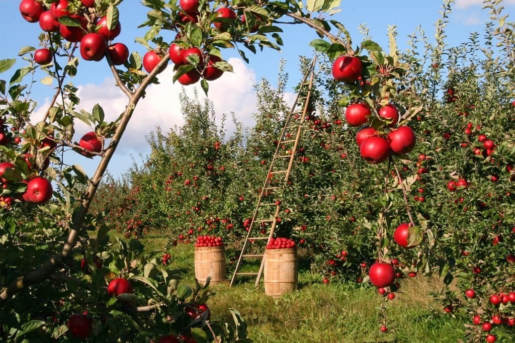 Turkmenistan is ready to cooperate with Afghanistan in the agricultural sector