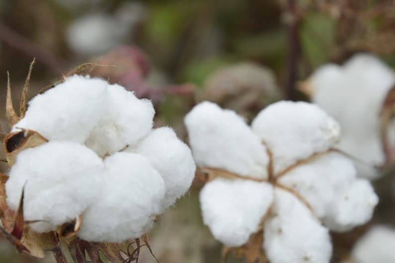 Nuclear technologies have given a new impetus to the development of Azerbaijan's cotton industry