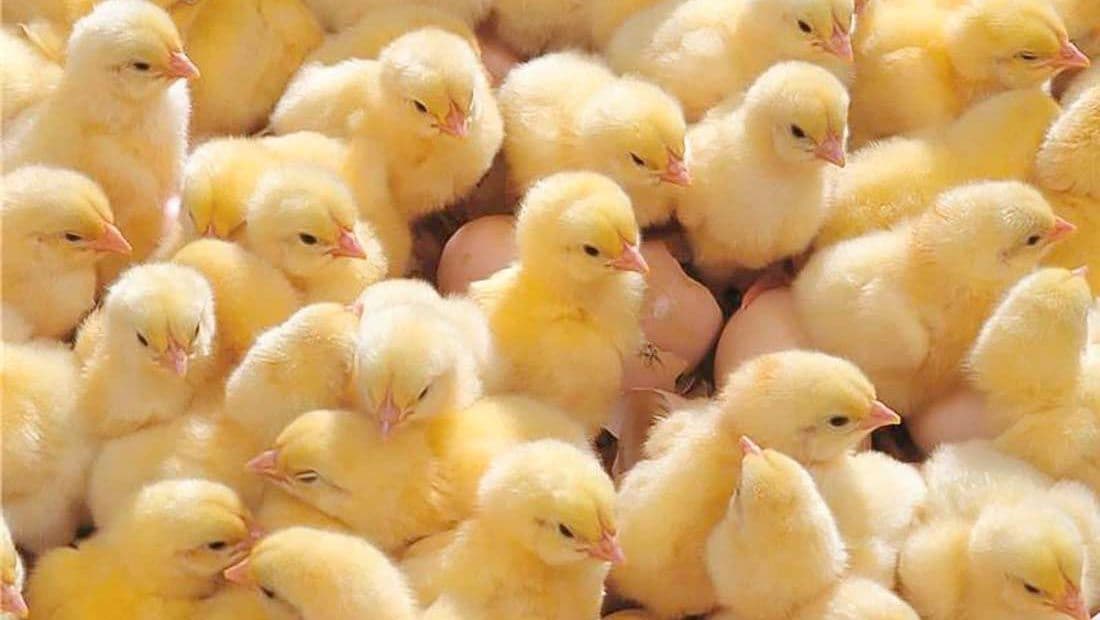 Turkmen farmers provide the country's markets with fresh eggs and chickens