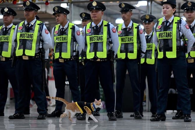 Cat Patrol: Filipino security guards adopt stray cats