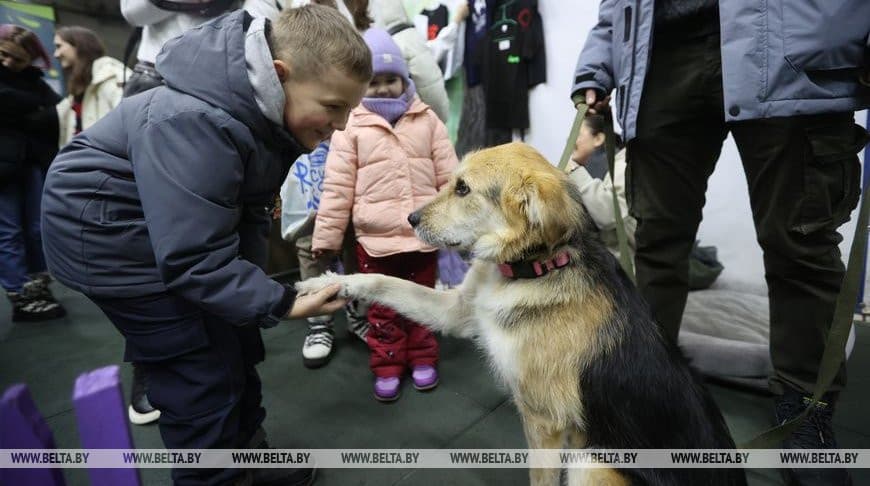 photo-action-find-owners-homeless-animals-was-held-minsk