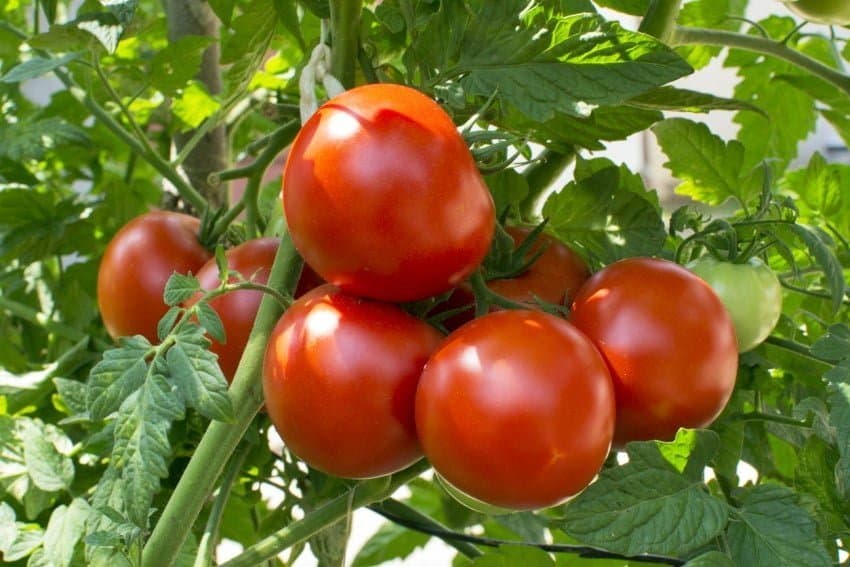 Kazakhstan imported Turkmen tomatoes in 2023 for $27.3 million