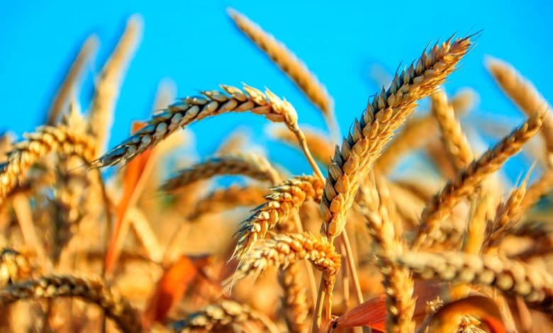Systematic work is underway in the northern region of Turkmenistan to provide farmland with water