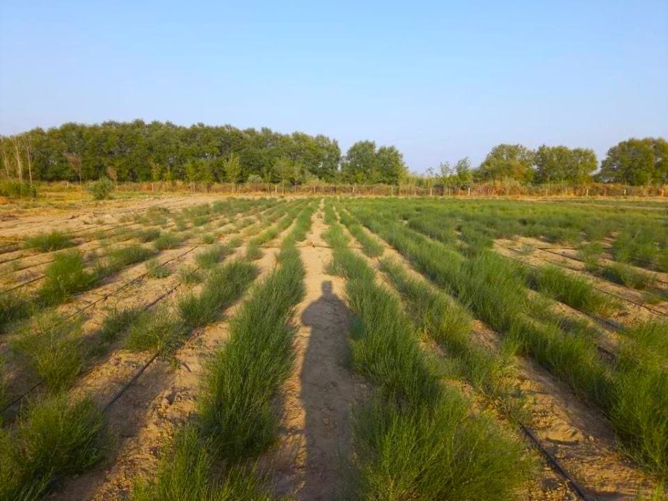 One million hectares of saxaul forest on the Kazakh side of the bottom of the Aral Sea