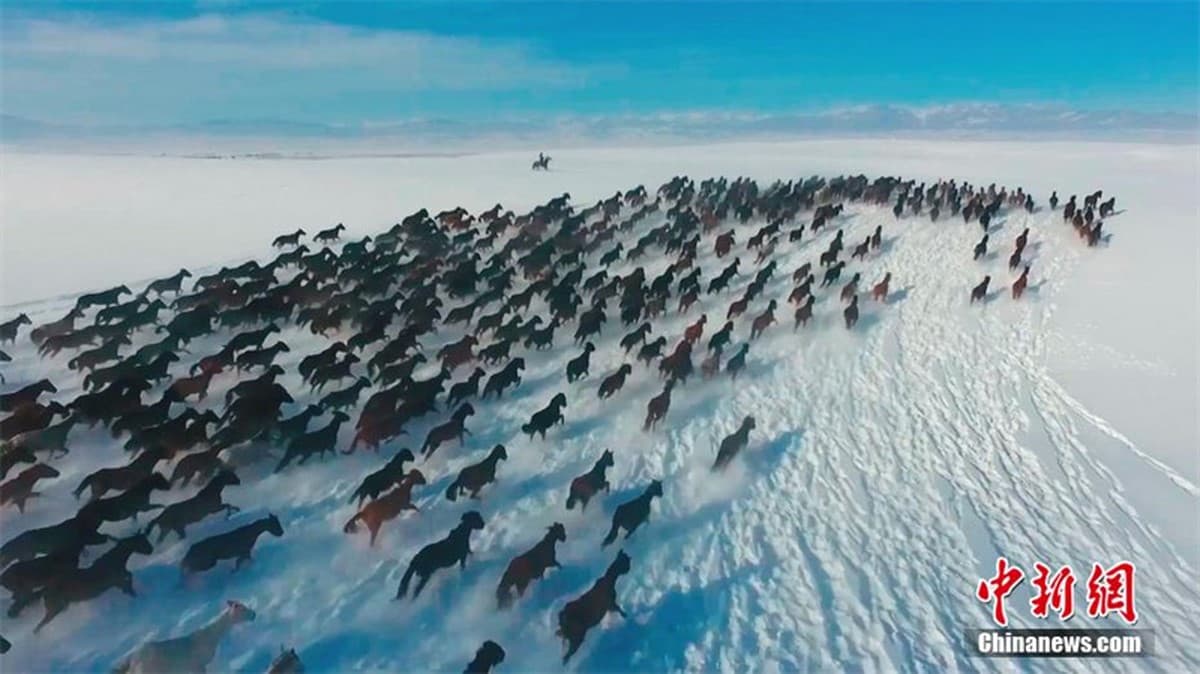 Photo fact. Thousands of horses race across a snowy plain in Xinjiang