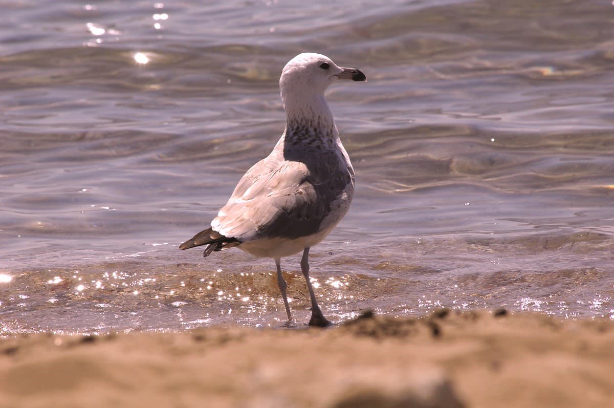 Turkmen specialists are studying geospatial engineering of coastal ecosystems
