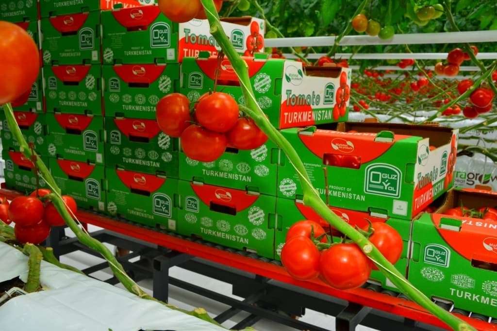 Turkmenistan is increasing the expansion of greenhouse tomatoes in the foreign market