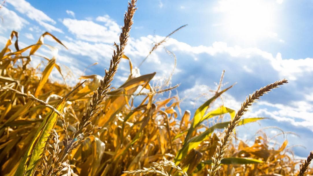 Kazakhstan intends to grow drought-resistant varieties of crops