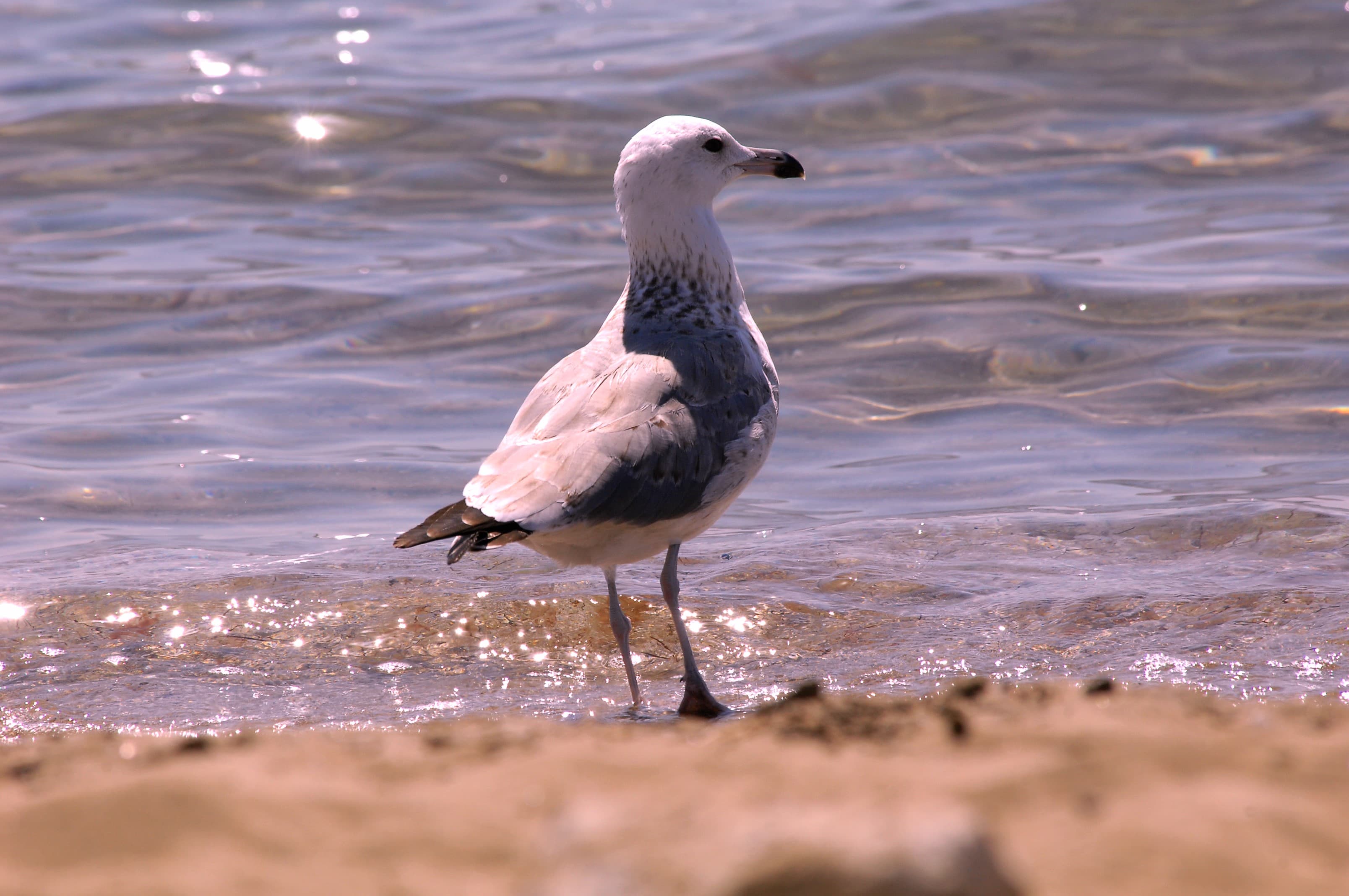 novyj-institut-kaspijskogo-morya-v-kazahstane-zajmetsya-problemoj-snizheniya-urovnya-vody