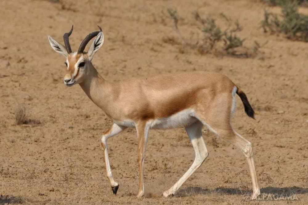 kolichestvo-dzhejranov-v-kaplankyrskom-zapovednike-dostiglo-200-golov
