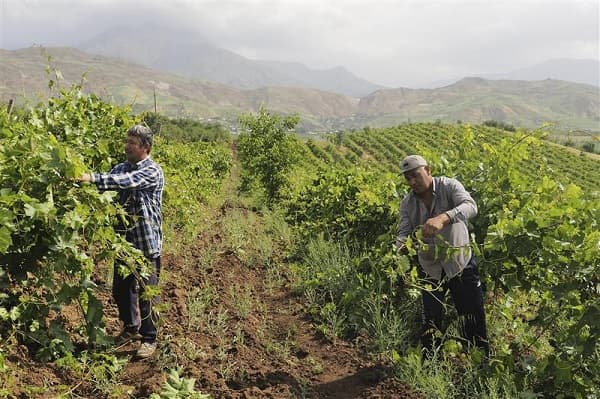 Almosi Valley in Tajikistan: Central Asia's first FAO GIAHS site