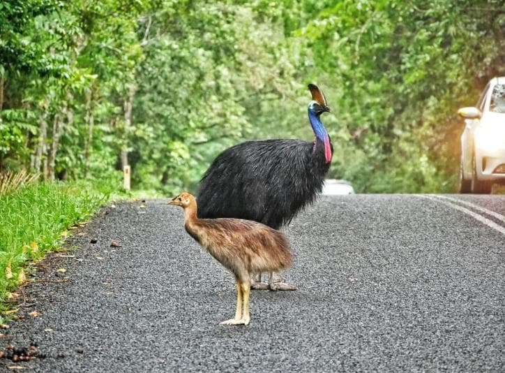 In Australia, a system for protecting animals on roads has been successfully tested