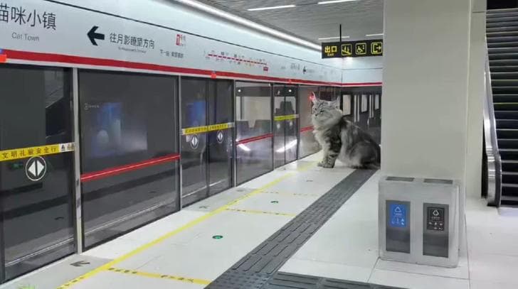 A Chinese engineer built a mini subway for his cat