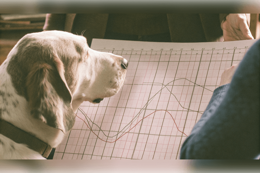 virtual-veterinarian-how-pethealthpredictor-neural-network-transforming-pet-care