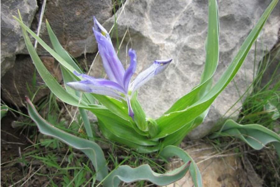 baharyn-ir-gelmegi-bilen-turkmenistanda-ilkinji-guller-acyldy