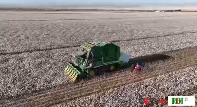 В 2025 году производство хлопка в Китае увеличится на 7.7%