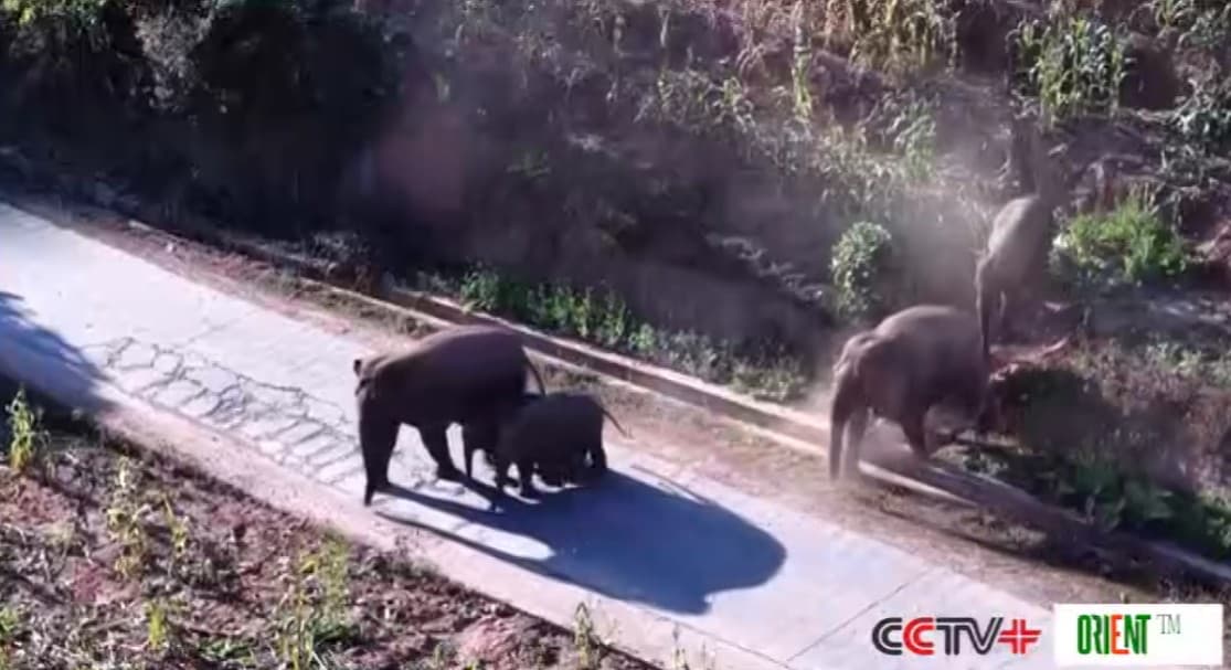 Мониторинг помогает сохранять диких слонов и обеспечивать их сосуществование с людьми на юго-западе Китая