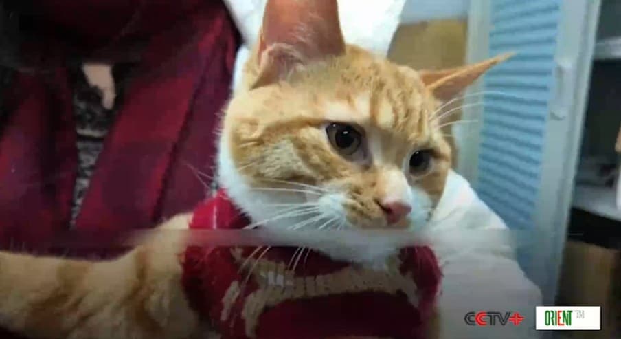 Высокоскоростные железные дороги Китая расширили услуги для пассажиров с питомцами