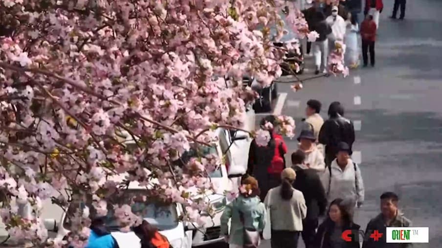 Праздник Цинмин: туризм, культура и торговля по всему Китаю — рост туристов и доходов