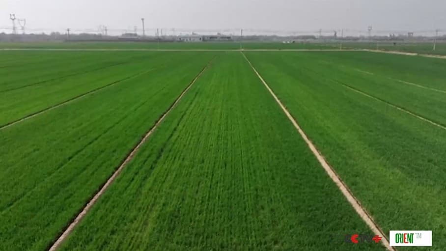 Китай сообщил об уверенном росте сельского хозяйства и сельской экономики в первом квартале.