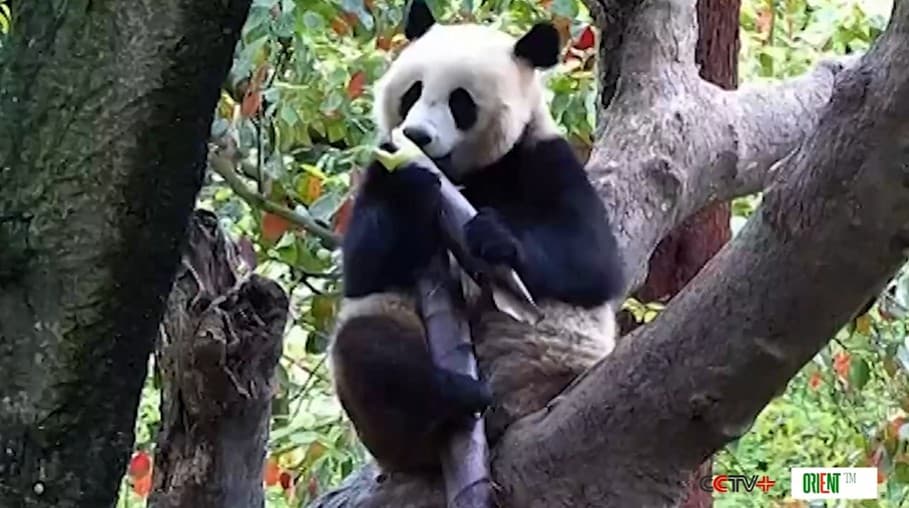 Растянулись на земле, забрались на дерево и грызут бамбук: Цзи Фу и Ю Ю устроили самый милый обед года