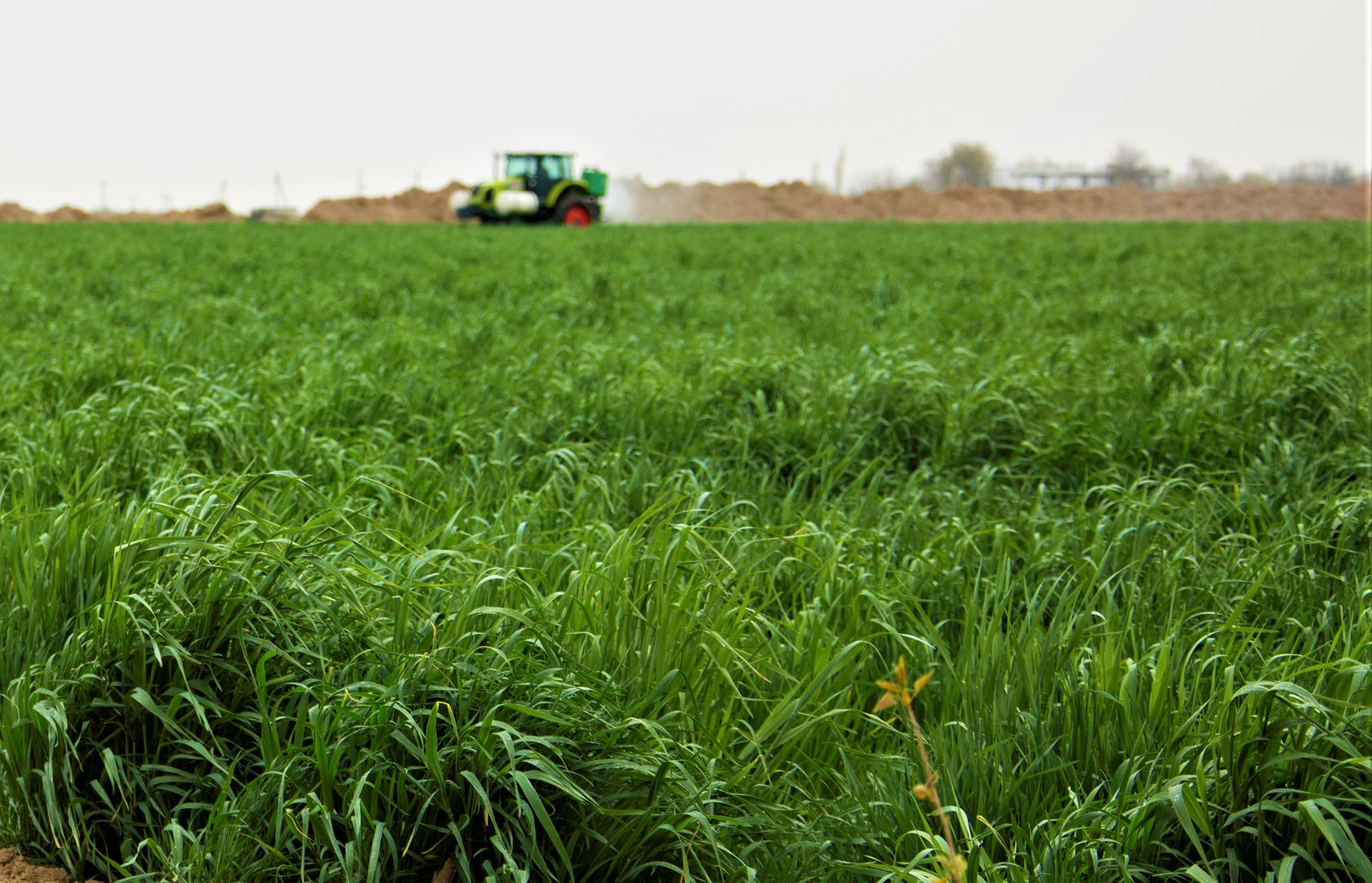 Sowing season has started in Turkmenistan: grain growers are starting to lay the foundation for a new harvest