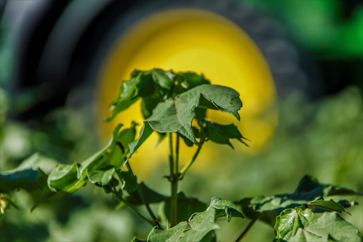 strategiya-hlopkovodstva-turkmenistan-2026