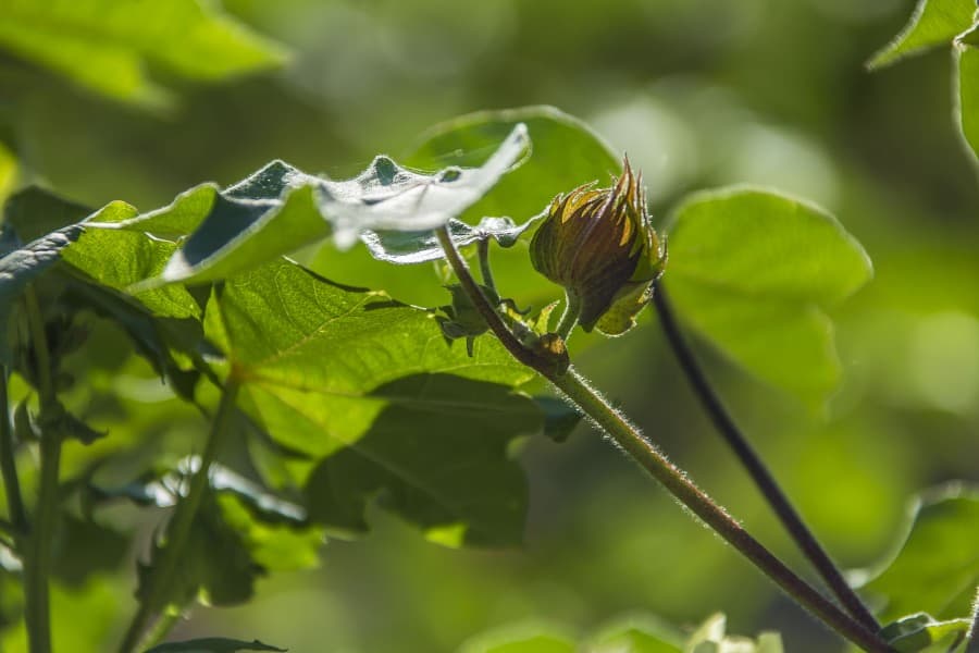 sowing-seeds-chinese-turkmen-agricultural-cooperation