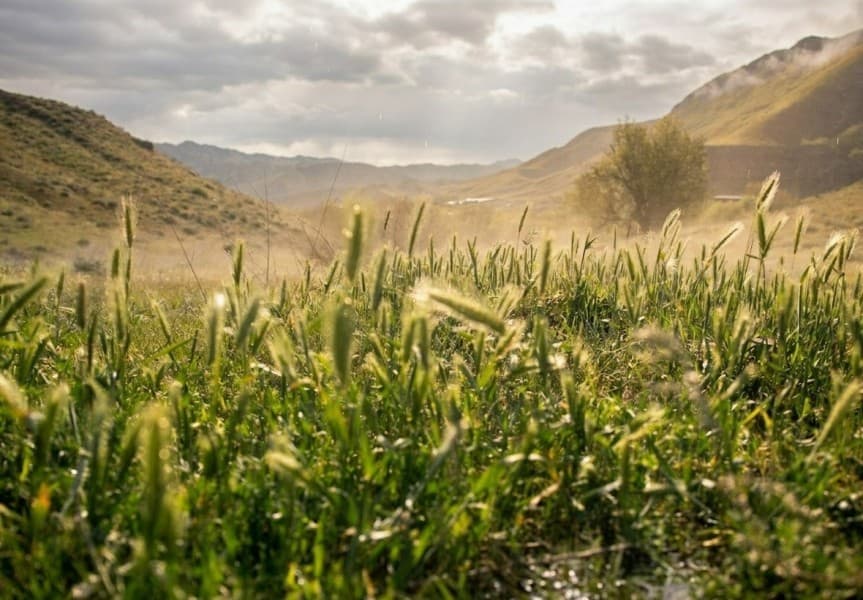 The World Meteorological Organization Predicts a Wet Summer for Central Asia