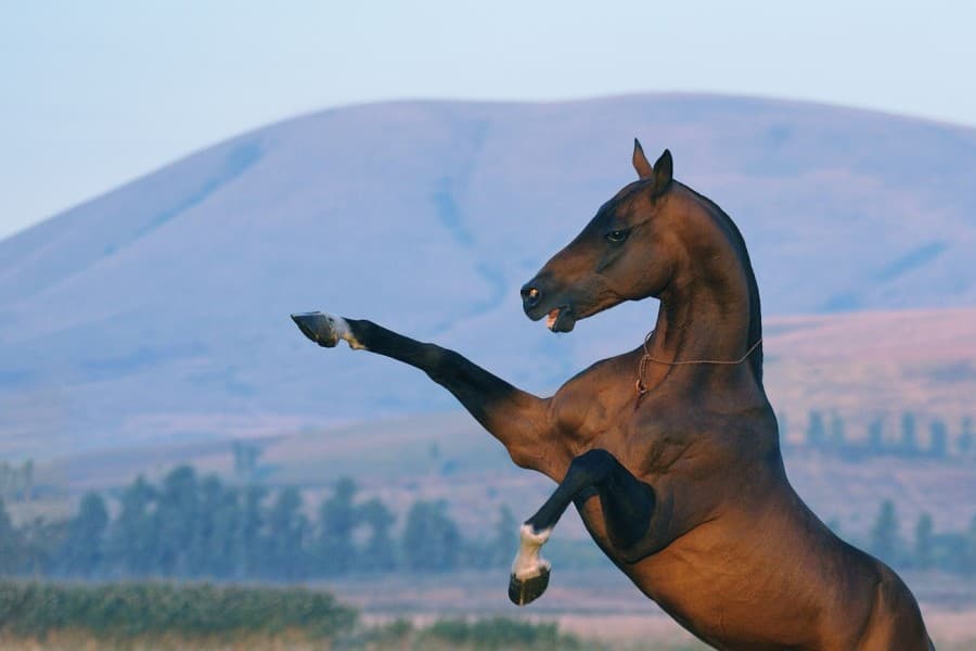 Turkmen Horses to Star at Windsor Equestrian Games