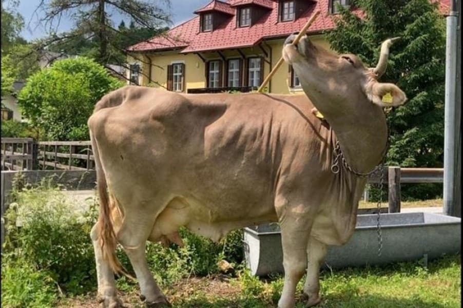 Austrian Biologists Have Demonstrated the Ability of Cows to Consciously Use Tools