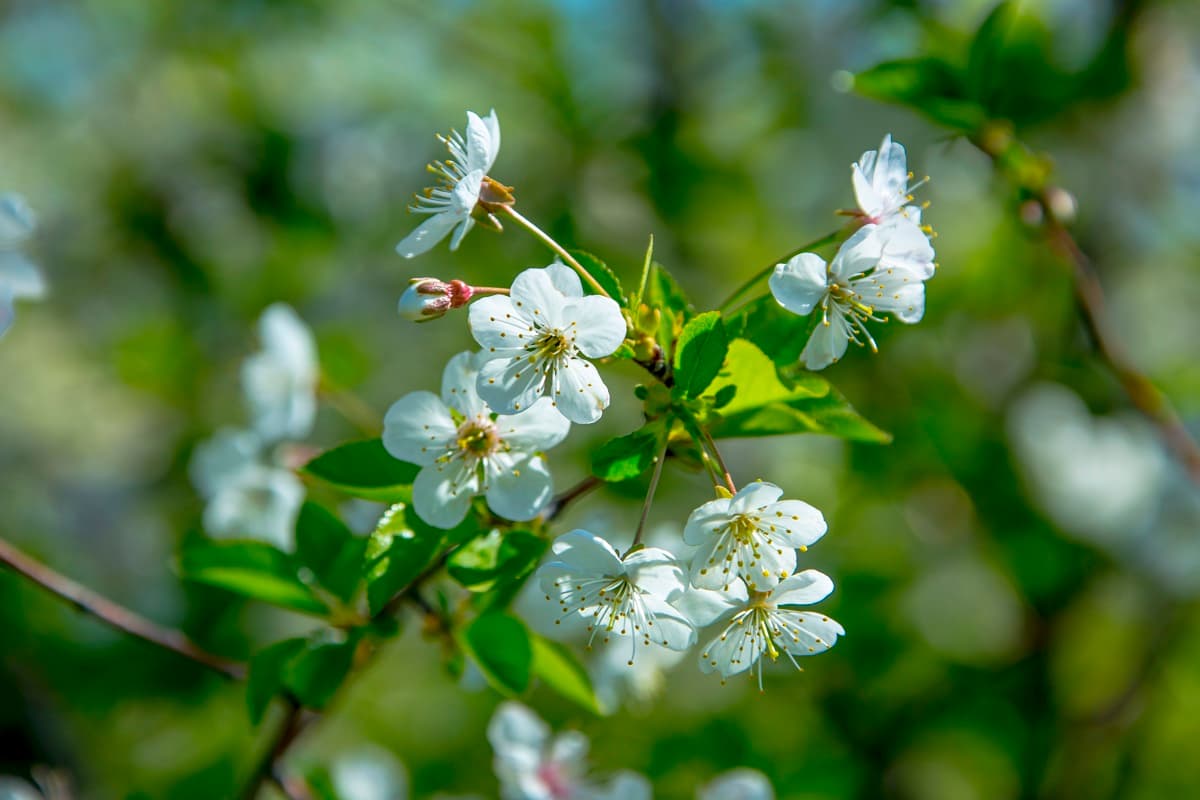 turkmenistan-march-8-holidays-2026-decree