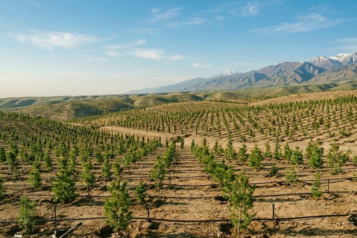 turkmenistan-nationwide-tree-planting-march-21-2026